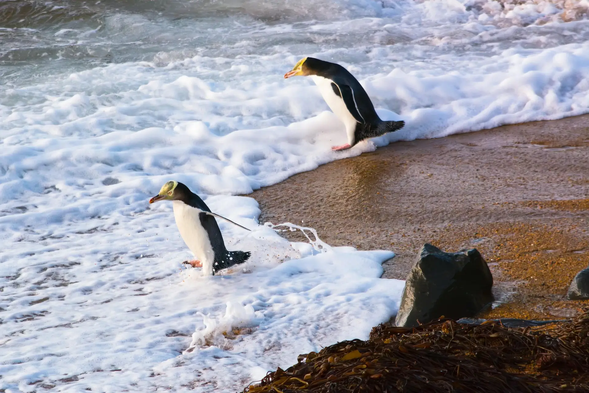 Penguins in New Zealand