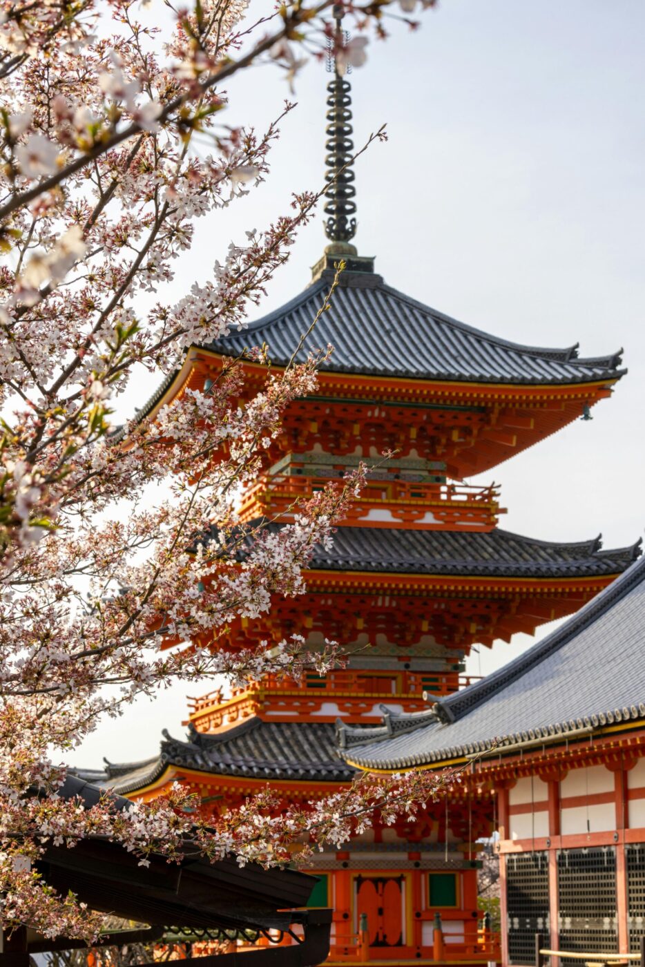 Japan Cherry Blossoms