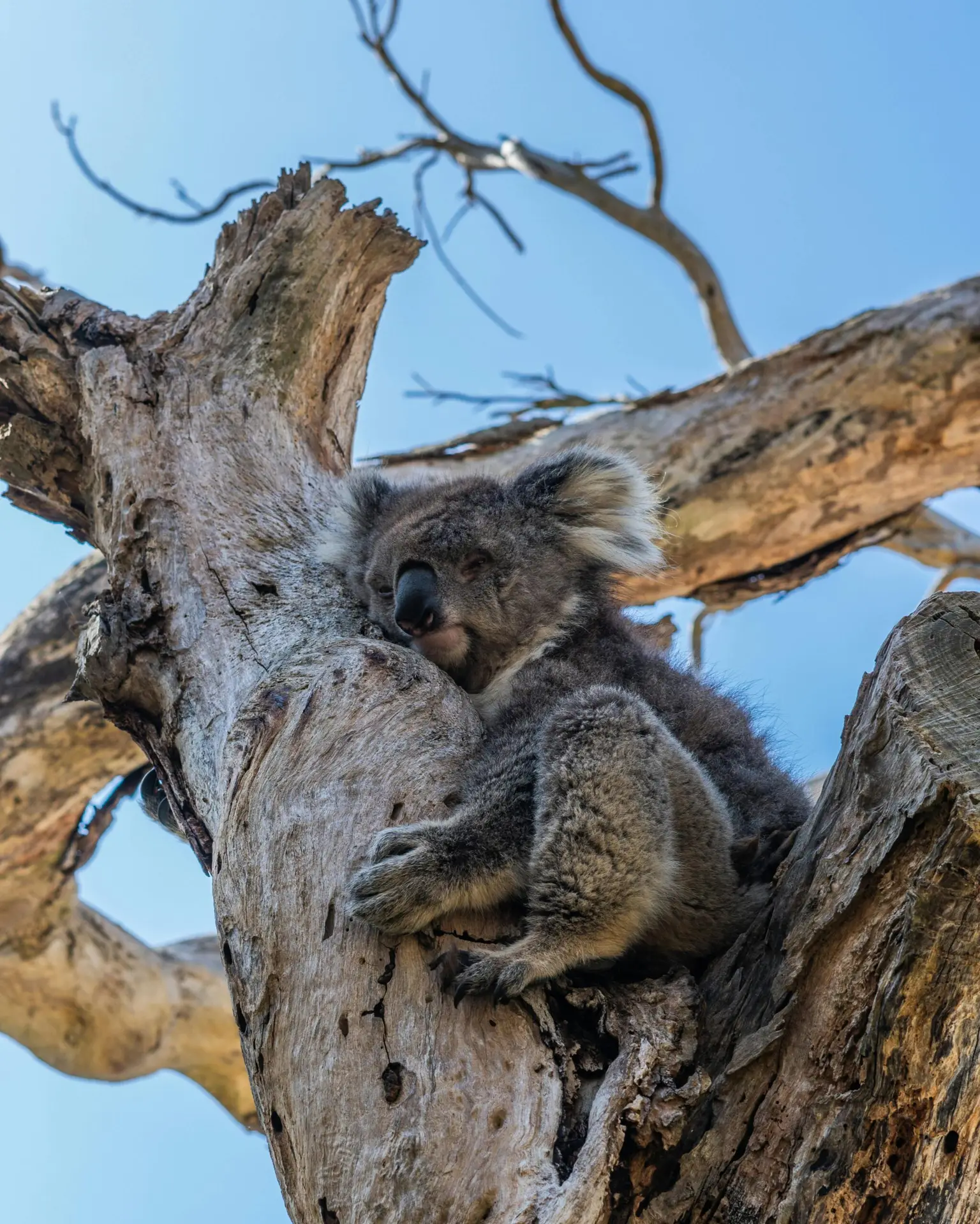 Australia